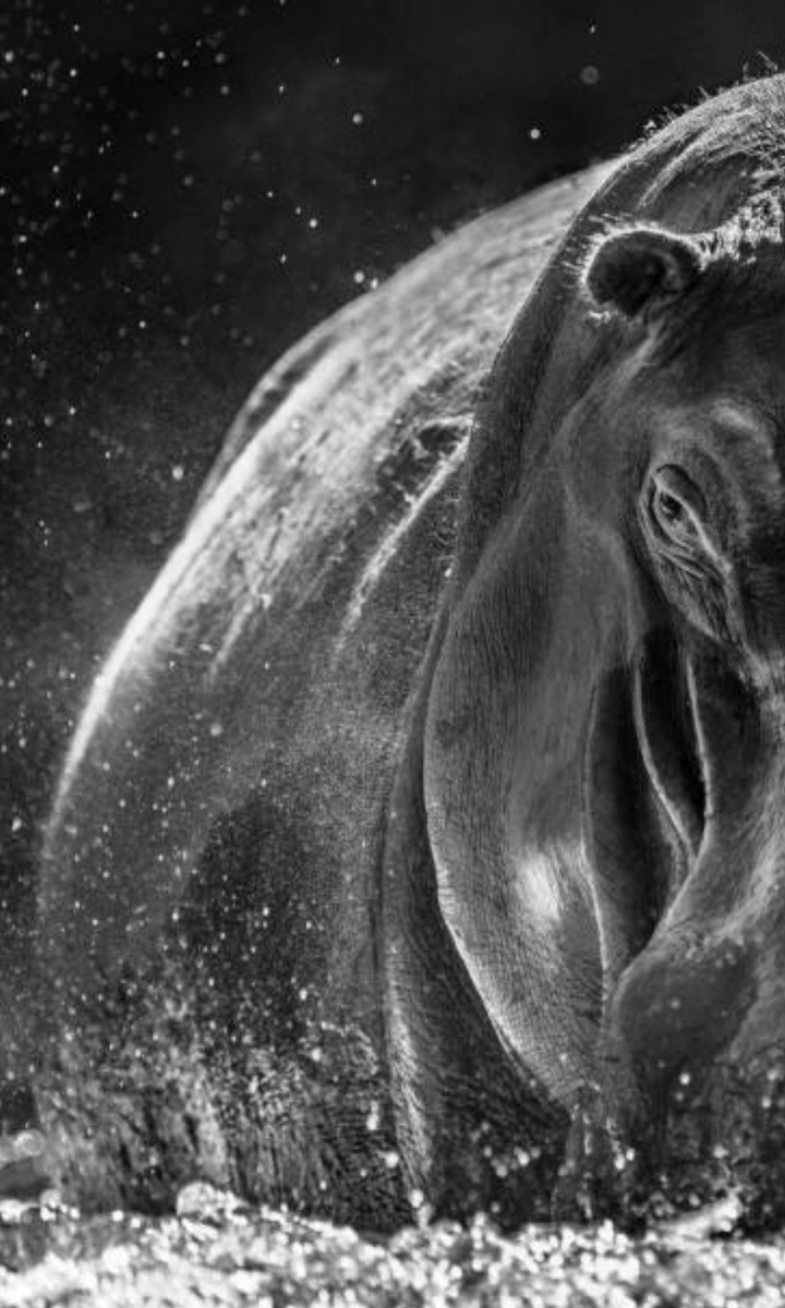 DAVID YARROW | Coffee Table Book – SAINTE The Store