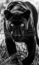 Load image into Gallery viewer, DAVID YARROW | Coffee Table Book